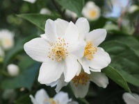 Weiß Philadelphus Coronarius Blumensamen zur Aussaat Anzucht Traditionssorte & ohne Gentechnik Samen Hausgarten
