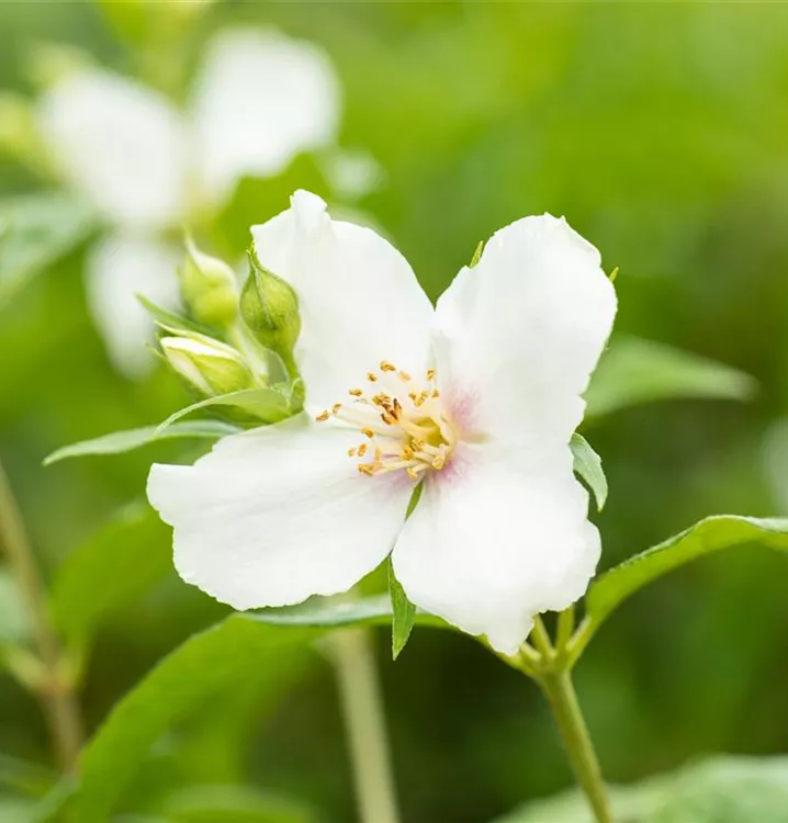Weiß Philadelphus Coronarius Blumensamen zur Aussaat Anzucht Traditionssorte & ohne Gentechnik Samen Hausgarten
