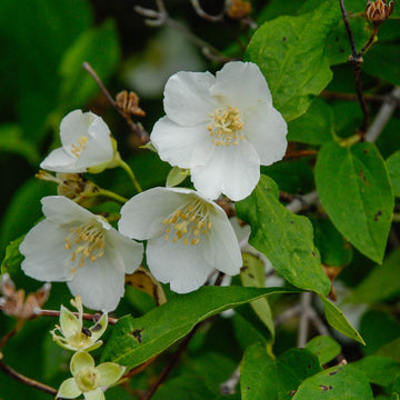 Immergrün Blumensamen zur Aussaat – robust Sorte – Traditionssorte & ohne Gentechnik Samen Hausgarten