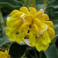 Gelb Jerusalem Sage Blumensamen zur Aussaat robust Sorte Traditionssorte & ohne Gentechnik Samen Hausgarten