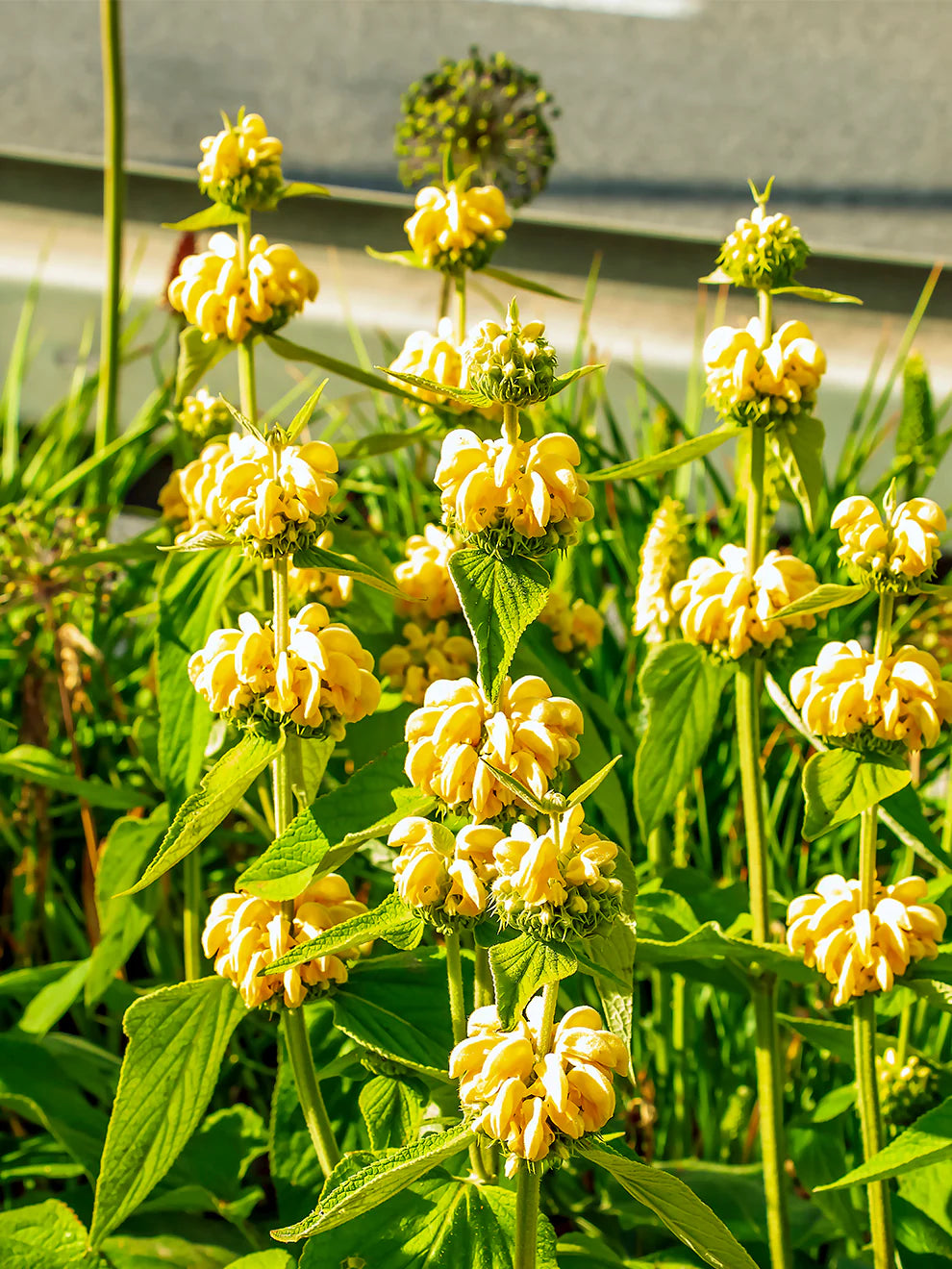 Sage Jerusalem Blumensamen zur Aussaat ideal Rabatten Traditionssorte & ohne Gentechnik Samen Hausgarten