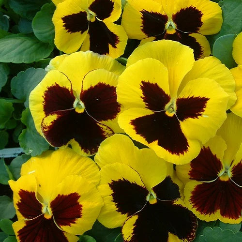 Gelb Stiefmütterchen Blumensamen zur Aussaat leuchtend Traditionssorte & ohne Gentechnik Samen Hausgarten