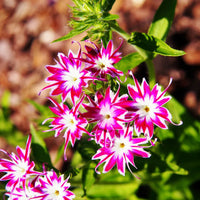 Gemischt Twinkle Star Blumensamen zur Aussaat – duftend Blüten – Traditionssorte & ohne Gentechnik Samen Hausgarten