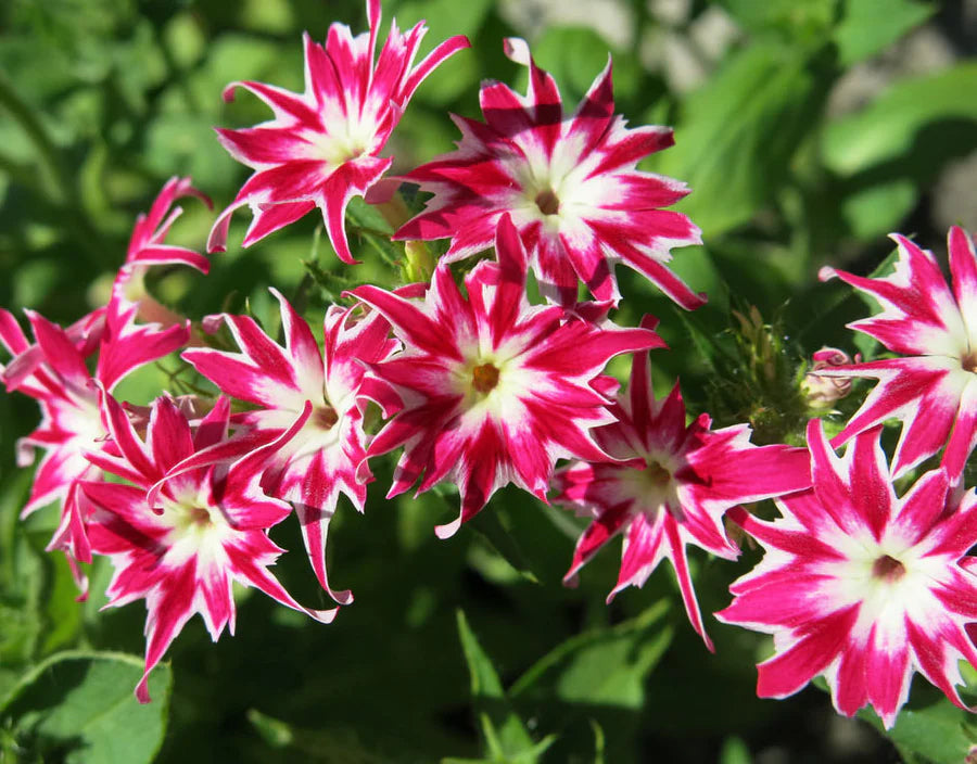 Twinkle Star Blumensamen zur Aussaat ideal Rabatten Traditionssorte & ohne Gentechnik Samen Hausgarten