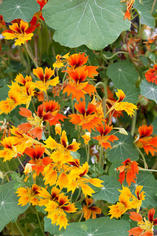 Phoenix Blumensamen zur Aussaat Wildblume Mischung Traditionssorte & ohne Gentechnik Samen Hausgarten