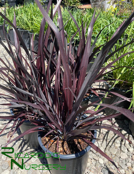 Rot Phormium Blumensamen zur Aussaat – hochwertige Qualitäts- – Traditionssorte & ohne Gentechnik Samen Hausgarten