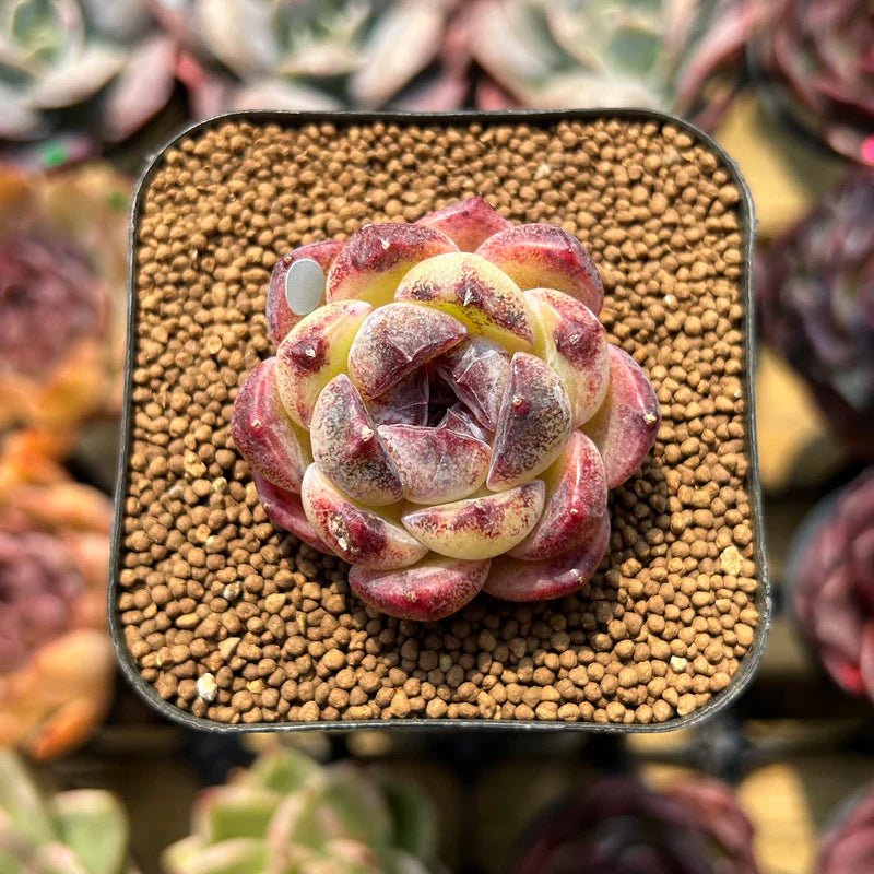 Braun Succulent Blumensamen zur Aussaat farbenfroh Schau Traditionssorte & ohne Gentechnik Samen Hausgarten