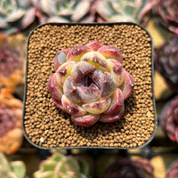 Braun Succulent Blumensamen zur Aussaat farbenfroh Schau Traditionssorte & ohne Gentechnik Samen Hausgarten