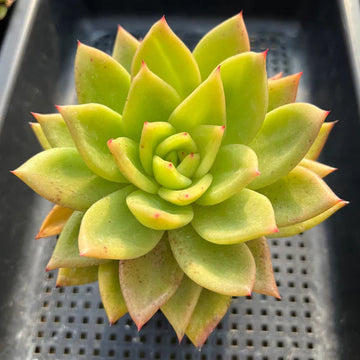 Gelb (gelb grün) samen for anpflanzung in home garten