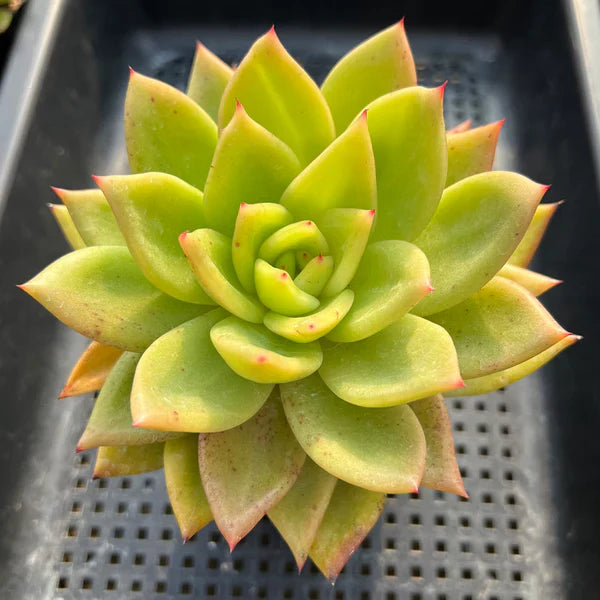 Gelb (gelb grün) samen for anpflanzung in home garten