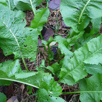 Rustikana Cochlearia Plant Samen for Your Garden  Premium Quality Flower Samen