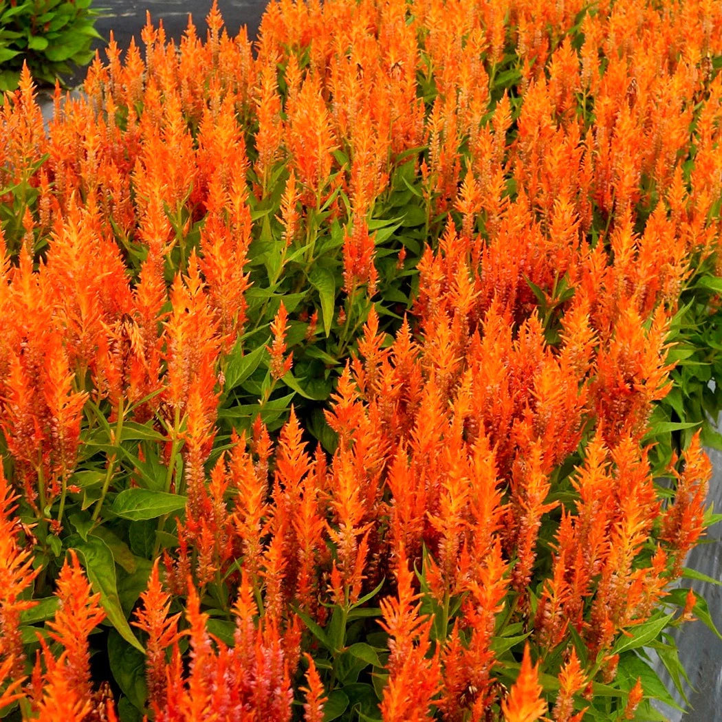 Celosia Fresh Look Orange Samen zur Aussaat Blume Beet Garten