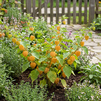 Physalis Samen Kapstachelbeere