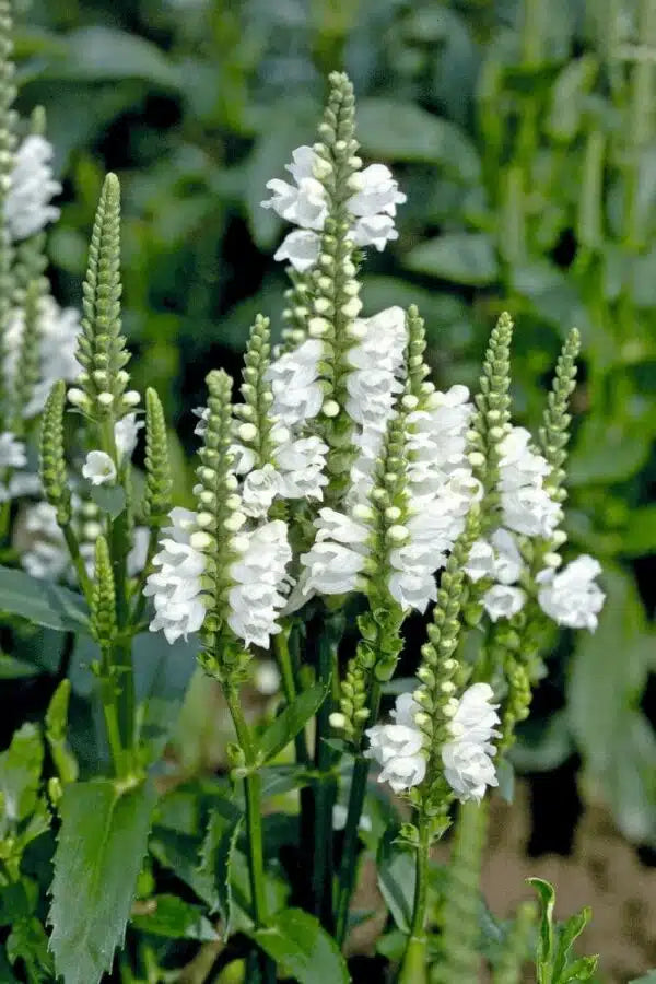 Weiß Physostegia Blumensamen zur Aussaat hochwertige Qualitäts- Traditionssorte & ohne Gentechnik Samen Hausgarten