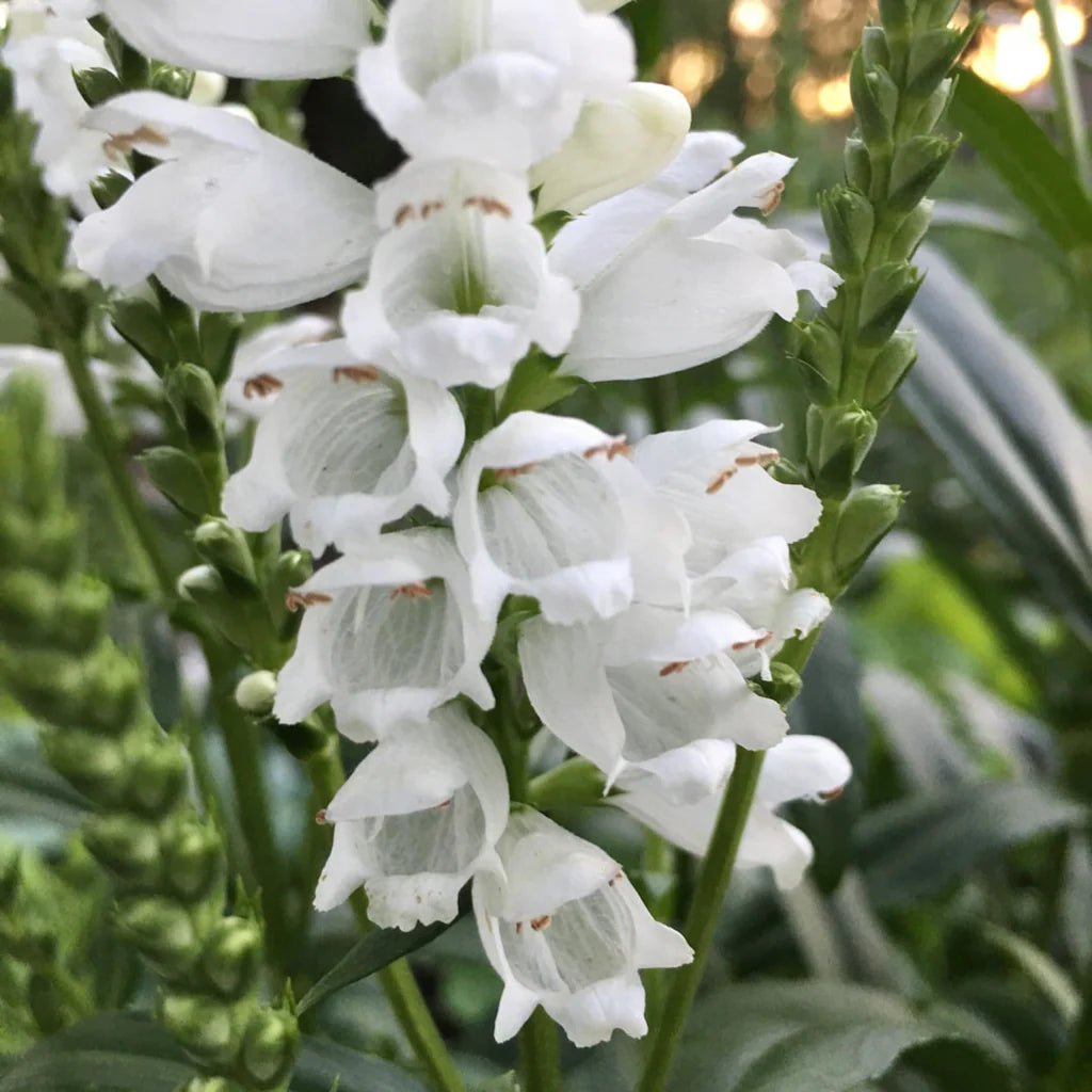 Weiß Physostegia Blumensamen zur Aussaat hochwertige Qualitäts- Traditionssorte & ohne Gentechnik Samen Hausgarten