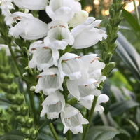 Weiß Physostegia Blumensamen zur Aussaat hochwertige Qualitäts- Traditionssorte & ohne Gentechnik Samen Hausgarten
