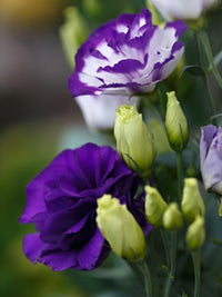 Violet weiß lisianthus blume samen for vibrant floral displays - perfect anpflanzung in gardens and