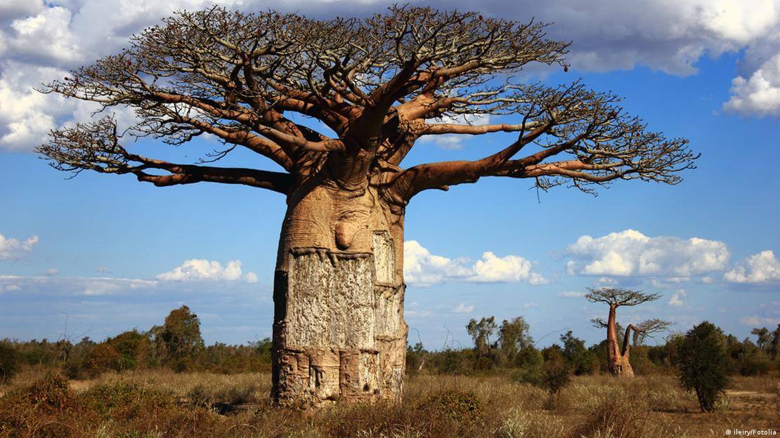 Afrikanischer Baobab-Baum Baum Samen für einfaches Anpflanzen