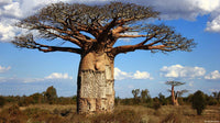 Afrikanischer Baobab-Baum Baum Samen für einfaches Anpflanzen