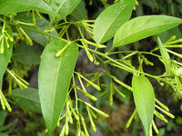 Queen the Night or Cestrum nocturnum Blumensamen zur Aussaat – Anzucht – Traditionssorte & ohne Gentechnik Samen Hausgarten