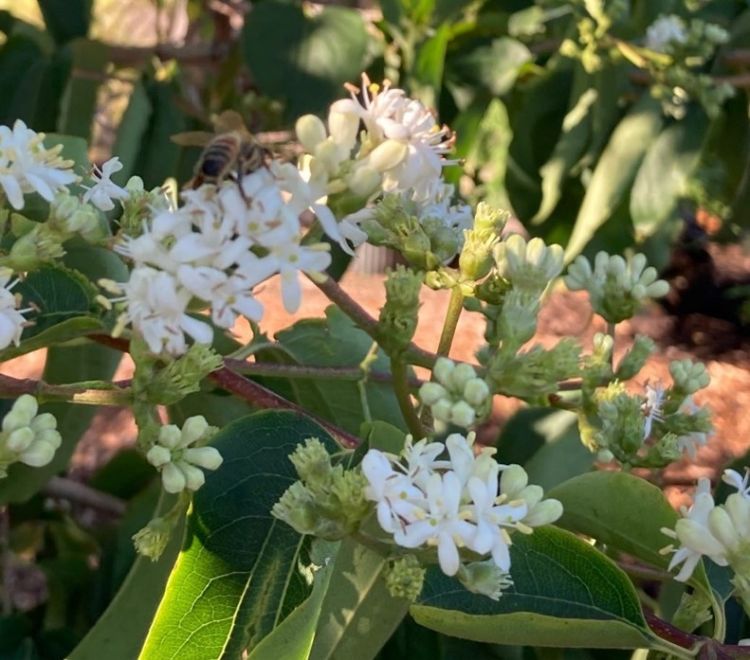 Weiß Sevenson Blumensamen zur Aussaat – Wildblume Mischung – Traditionssorte & ohne Gentechnik Samen Hausgarten