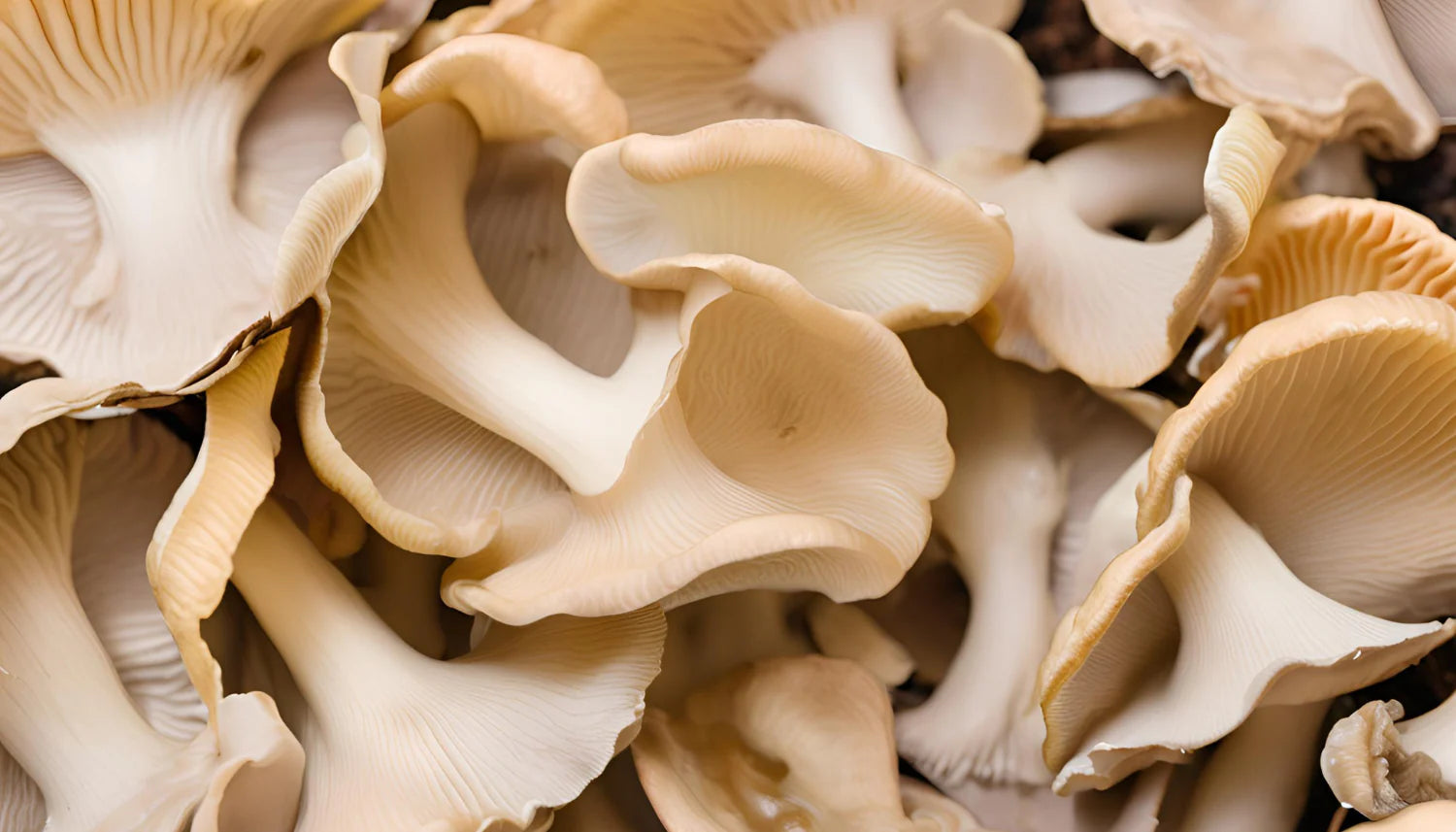 Oyster Pilz Samen für einfache Aussaat