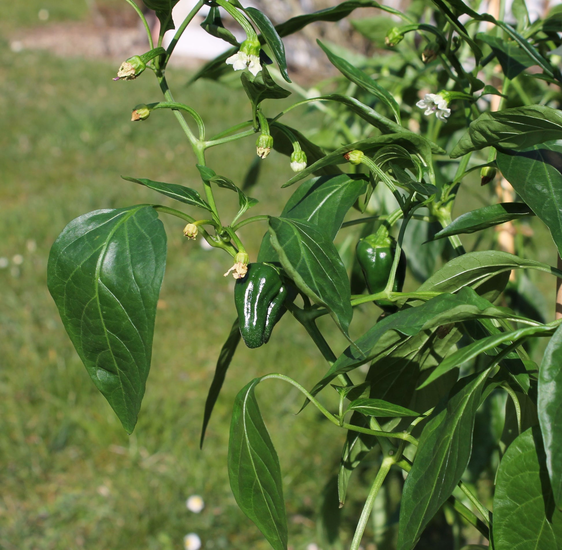 Green de Padron Gemüse Samen zum Pflanzen