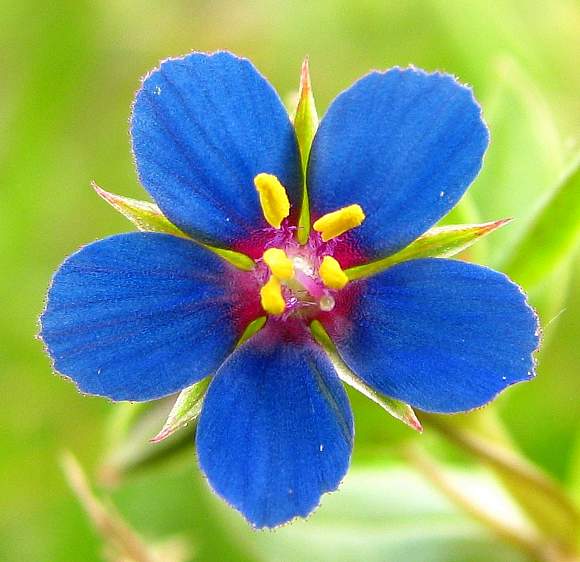 Blau Pimpernel Anagallis Blumensamen zur Aussaat – Wildblume Mischung – Traditionssorte & ohne Gentechnik Samen Hausgarten