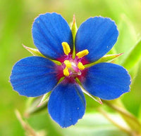 Blau Pimpernel Blumensamen zur Aussaat Anzucht einjährig Blüten