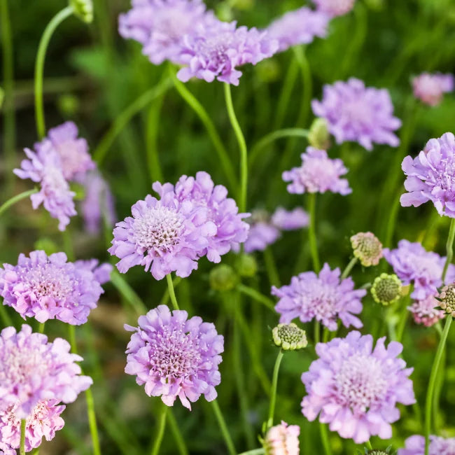 Scabiosa Blumensamen zur Aussaat ideal Rabatten Traditionssorte & ohne Gentechnik Samen Hausgarten
