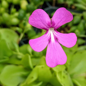 Moranensis Blumensamen zur Aussaat saisonal Dauerblüher Traditionssorte & ohne Gentechnik Samen Hausgarten