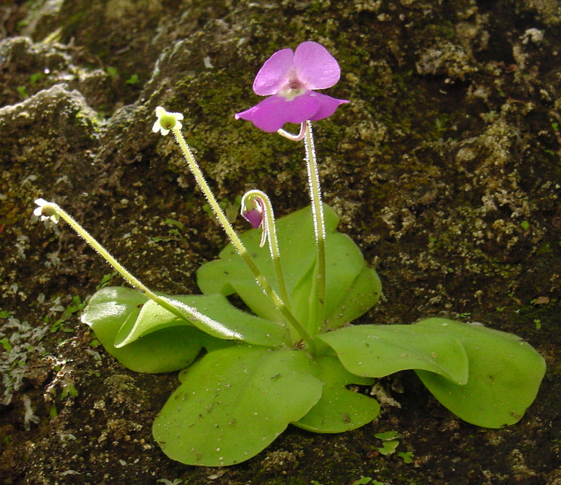 Butterwort Samen zur Aussaat: zur eigenen Anzucht von Blume Pflanzen