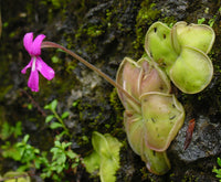 Butterwort Carnivorous Blumensamen zur Aussaat Anzucht Traditionssorte & ohne Gentechnik Samen Hausgarten