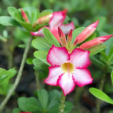 Non-gmo rosa adenium obesum samen