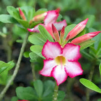 Non-gmo rosa adenium obesum samen