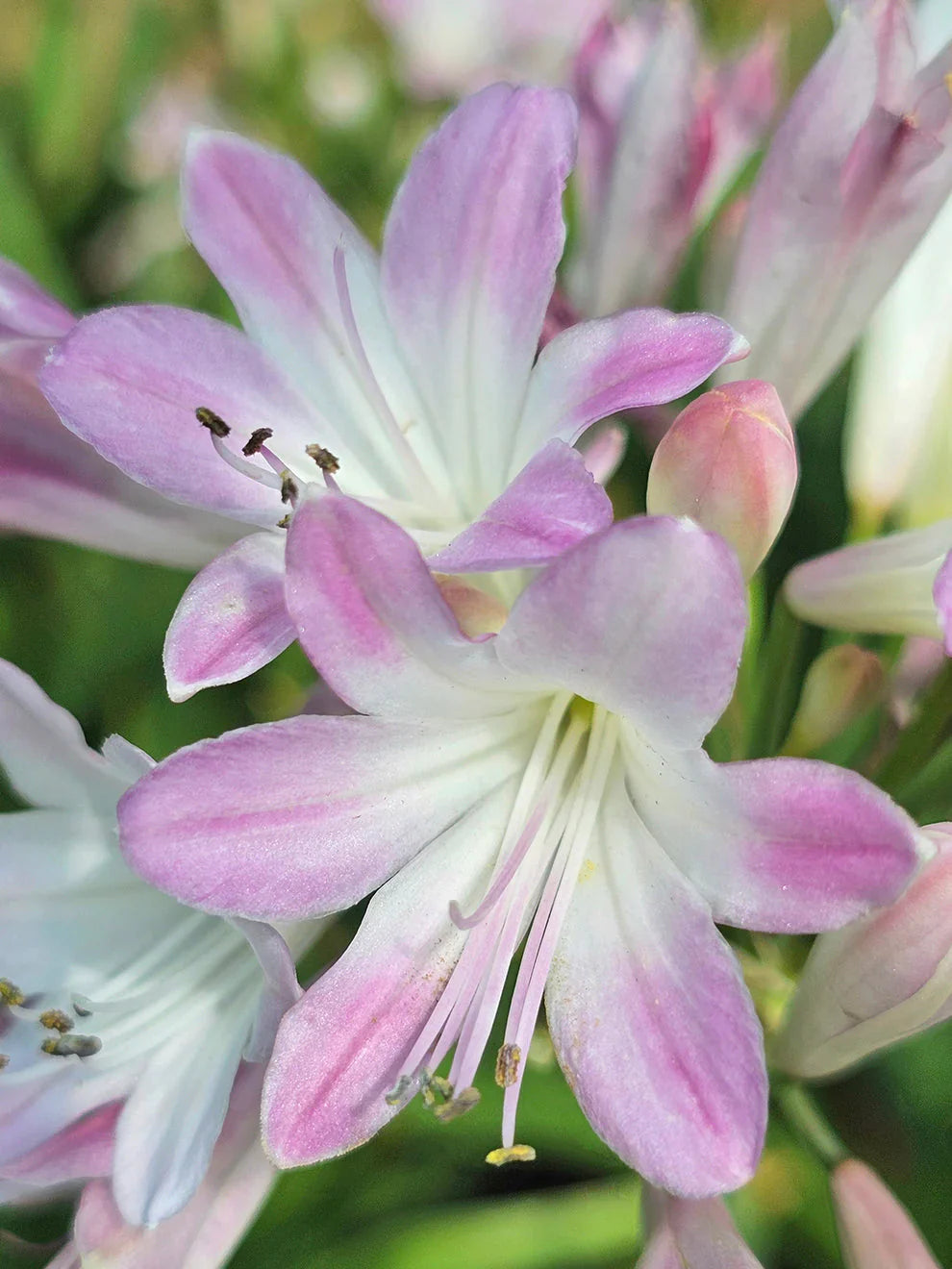 Rosa agapanthus blume samen for anpflanzung