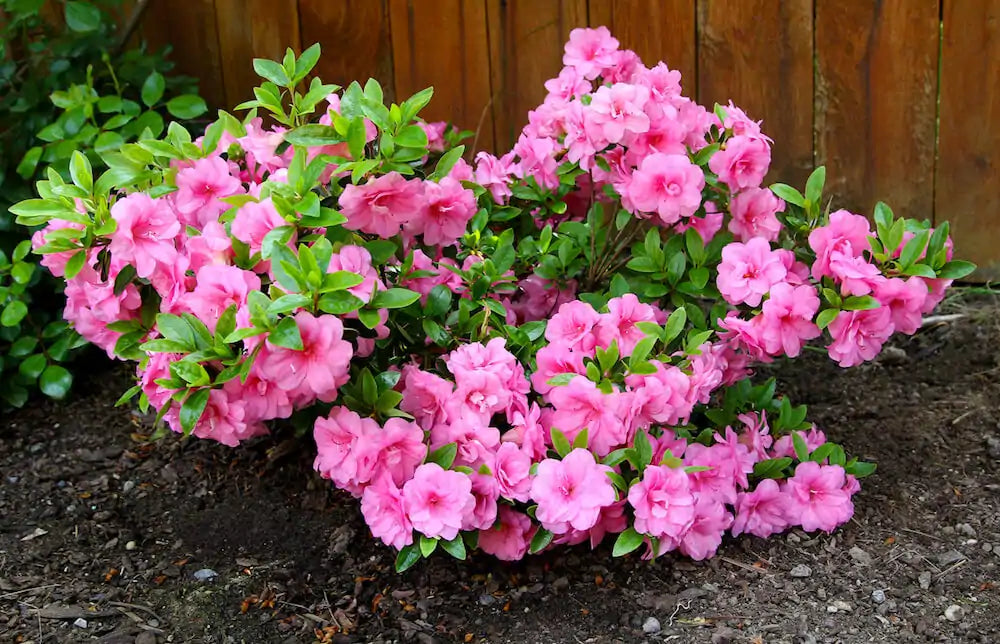 Rosa azalea shrubs enhancing backyard beauty