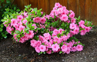 Rosa azalea shrubs enhancing backyard beauty