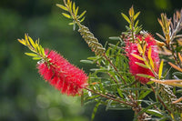 Non gmo rosa bottle brush blume samen
