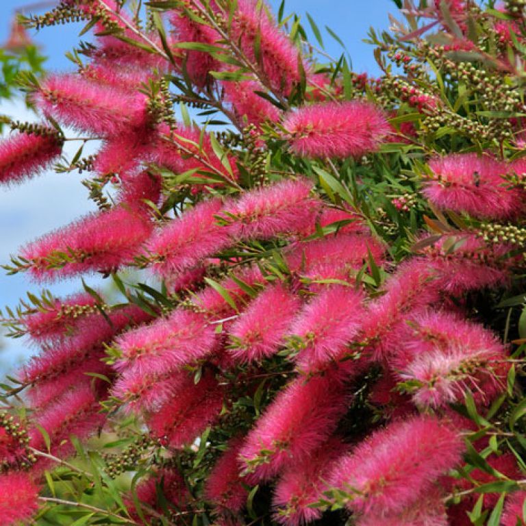 Ornamental rosa bottle brush flowering pflanze