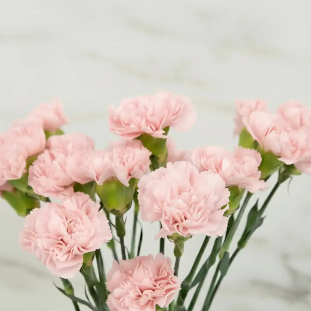 Rosa Carnations Blumensamen zur Aussaat kompakt Wuchs Traditionssorte & ohne Gentechnik Samen Hausgarten