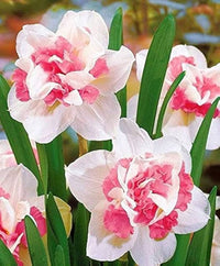 Rosa daffodils blooming in spring garten