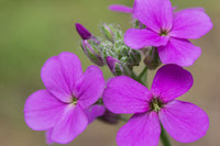 Hesperis blume samen for anpflanzung colorful display heirloom & gmo free samen for home garten 
 
 sale for anpflanzung in home garten