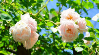 Ornamental rosa dawn rose flowering shrub