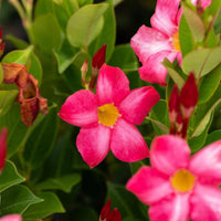 Dipladenia Blumensamen zur Aussaat – Bestäuber freundlich – Traditionssorte & ohne Gentechnik Samen Hausgarten