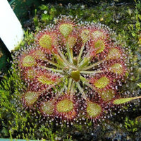 Rosa drosera carnivorous pflanze