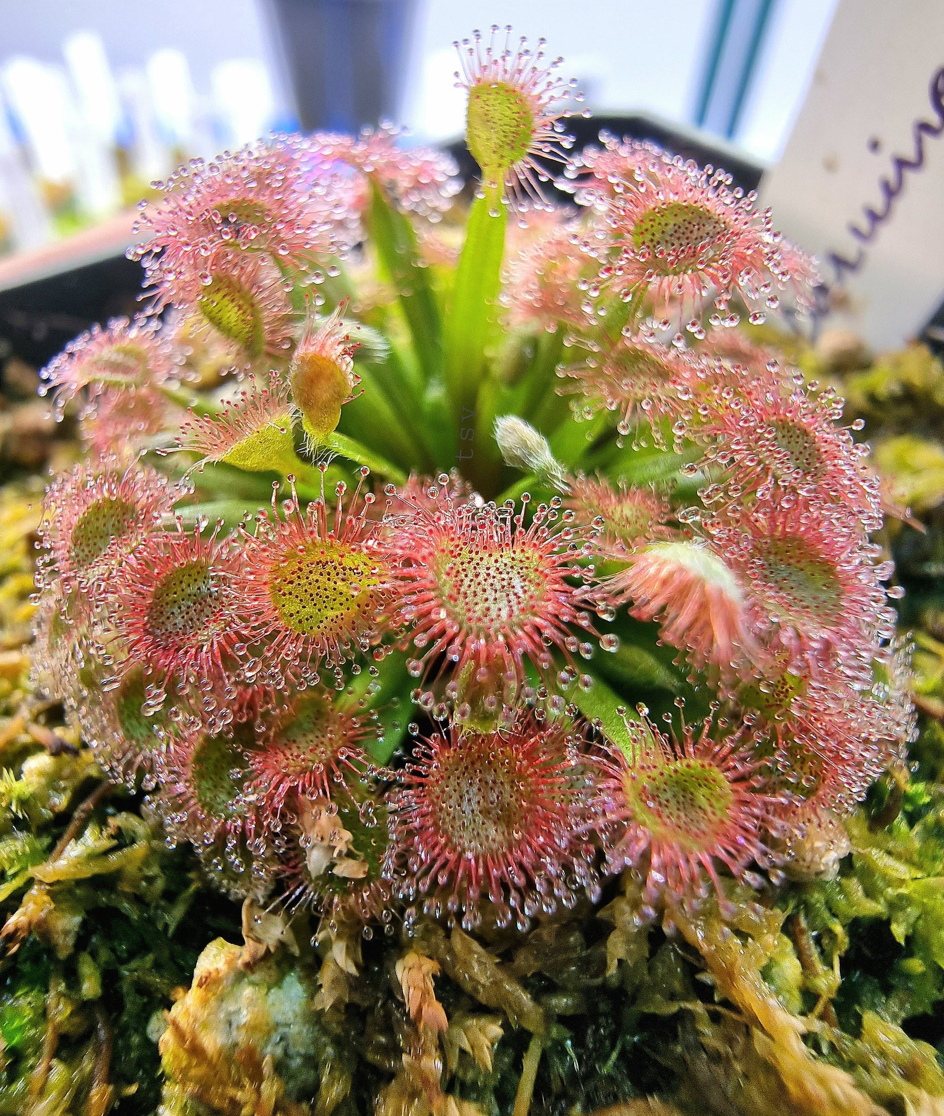 Non gmo rosa drosera sundew samen