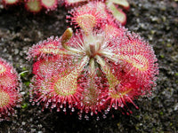 Drosera sundew rosa blume samen for anpflanzung