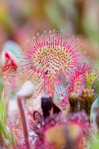 Rosa drosera sundew in terrarium