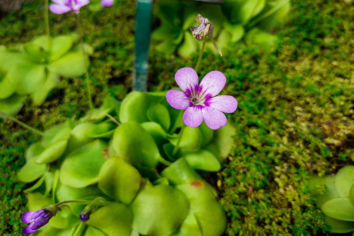 Butterwort Carnivorous Blumensamen zur Aussaat Anzucht Traditionssorte & ohne Gentechnik Samen Hausgarten